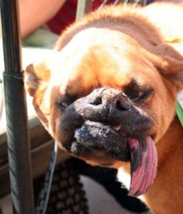 These Dogs Are Ugly As Hell (30 photos)