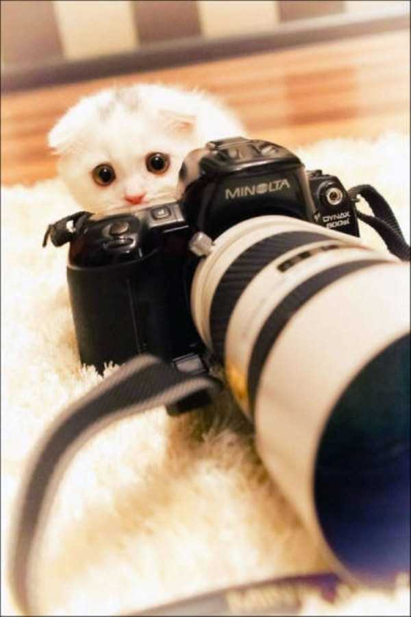animals photographers 20