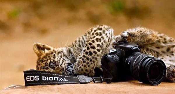 animals photographers 23