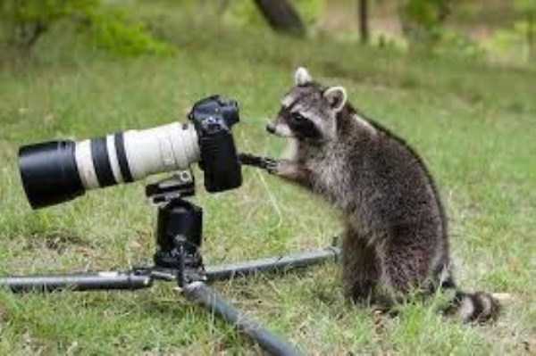 Animals Behind the Camera (29 photos)