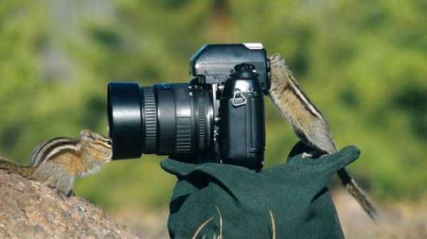 animals photographers 4