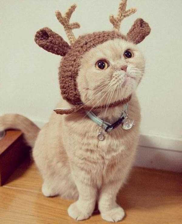 Adorable Cats in Funny Costumes (38 photos)