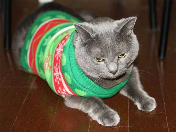 cats in sweaters 11