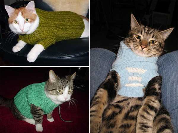 Sweaters for Cats: Funny or Ridiculous?
