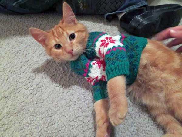 Sweaters for Cats: Funny or Ridiculous?