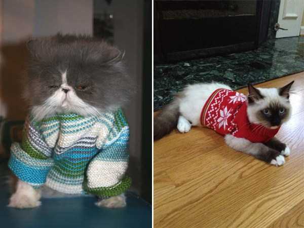 Sweaters for Cats: Funny or Ridiculous?