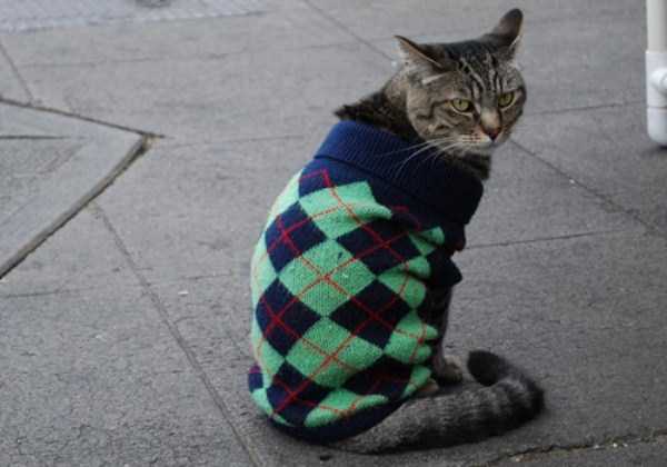 Sweaters for Cats: Funny or Ridiculous?