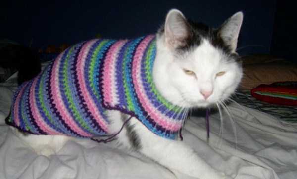 Sweaters for Cats: Funny or Ridiculous?