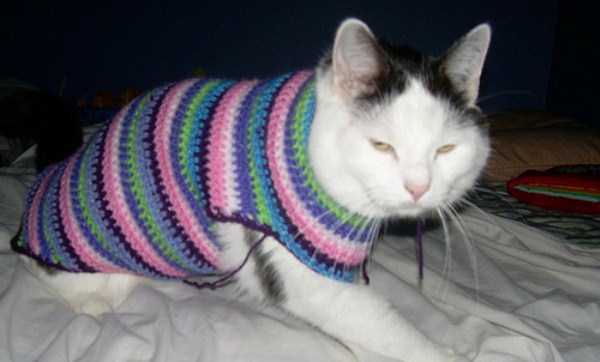 Sweaters for Cats: Funny or Ridiculous? 23