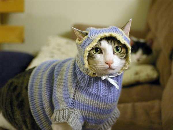 Sweaters for Cats: Funny or Ridiculous?