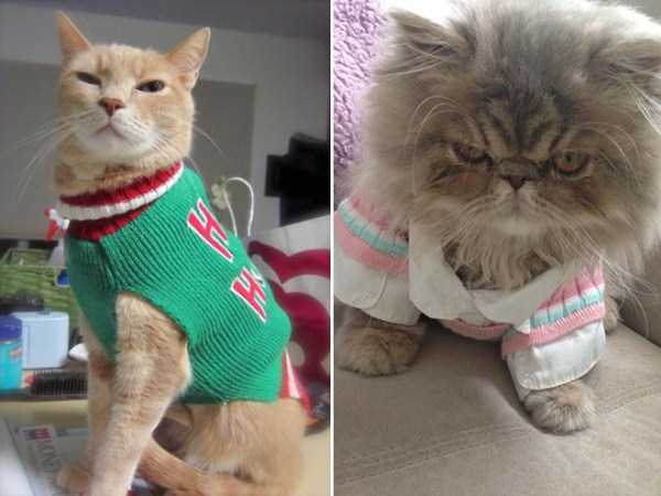 Sweaters for Cats: Funny or Ridiculous?