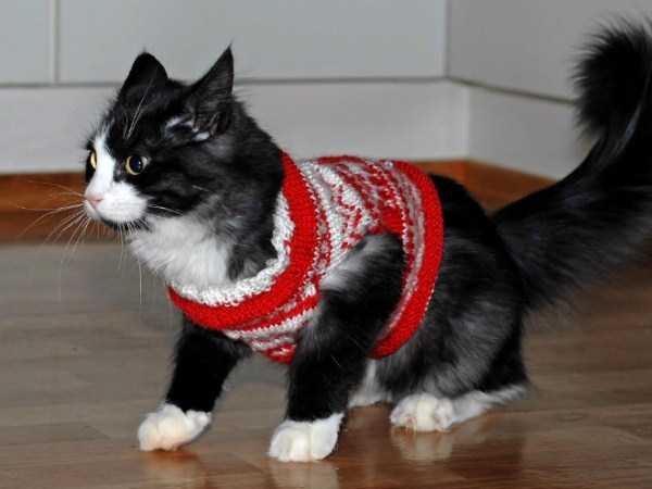 Sweaters for Cats: Funny or Ridiculous?