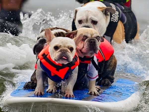 Dogs Who Are Afraid Of Water (17 photos)
