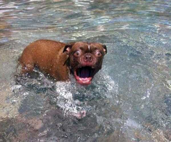 Dogs Who Are Afraid Of Water (17 photos)