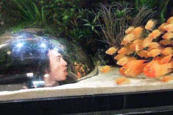 Aquariums Are So Fun (24 photos)