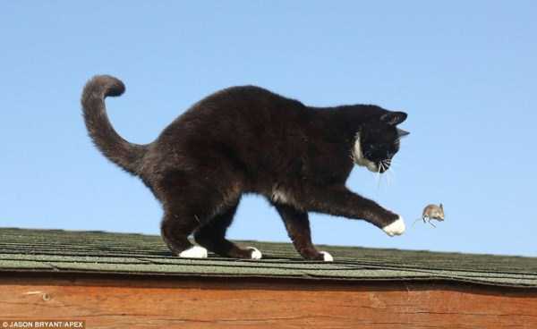Say Hello to the Real Life Tom & Jerry (7 photos) 6