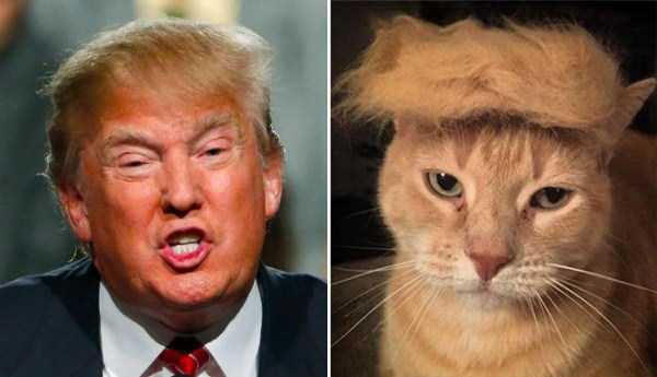 things that look like donald trump 2
