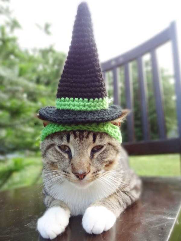 Hand Crocheted Hats for Pets (20 photos)