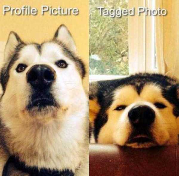 Differences Between Expectations and Reality (26 photos)