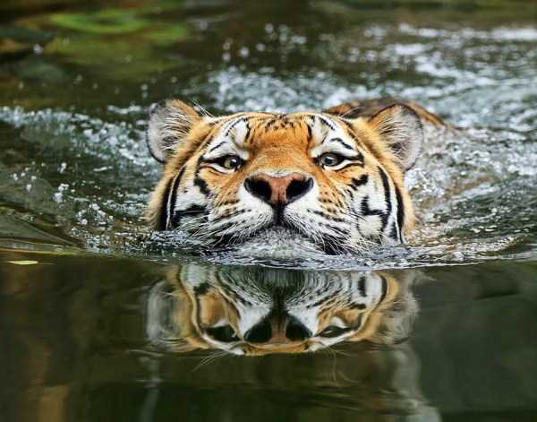 25 Magnificent Photos of Tigers (25 photos)