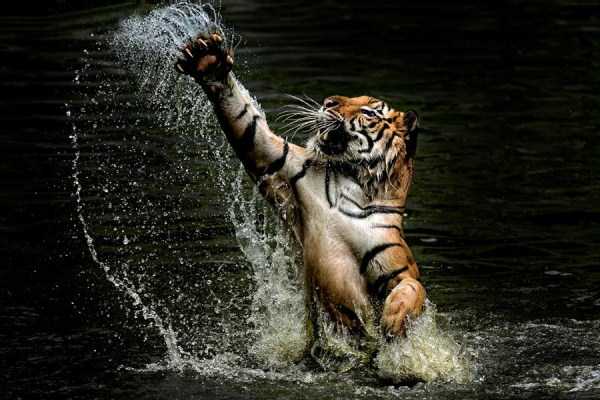25 Magnificent Photos of Tigers (25 photos)