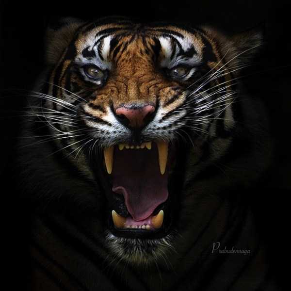 tiger photos 14