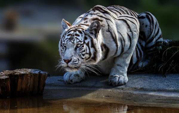tiger photos 15