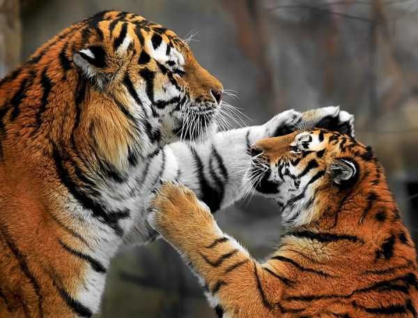 tiger photos 20