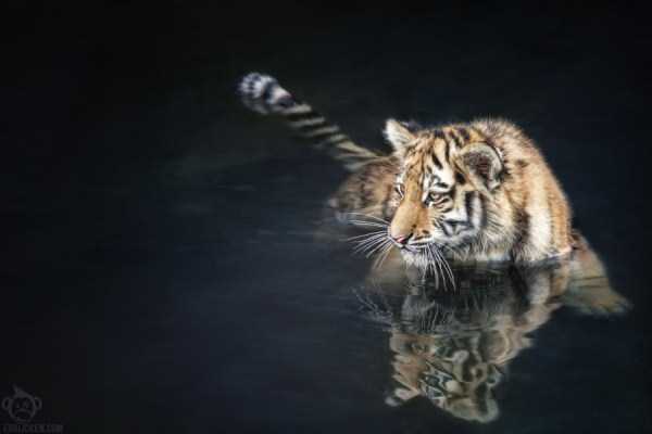tiger photos 21