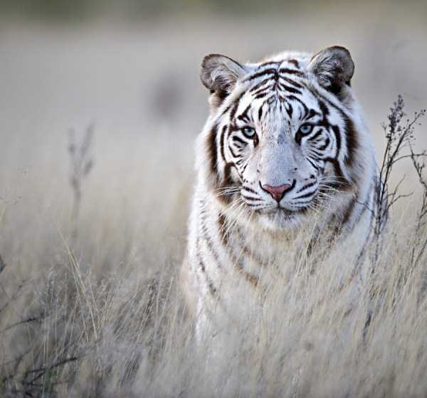 tiger photos 3