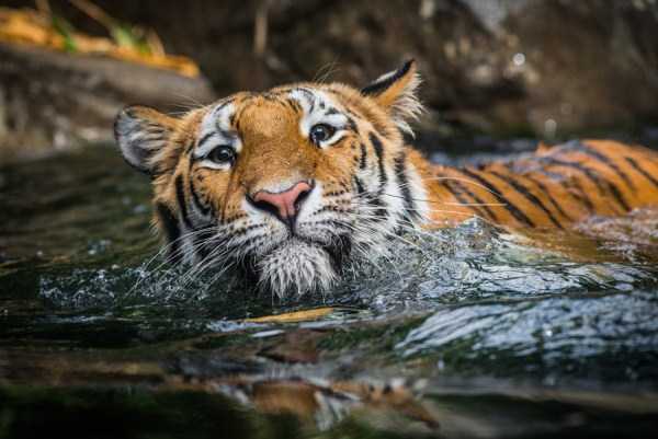 tiger photos 7