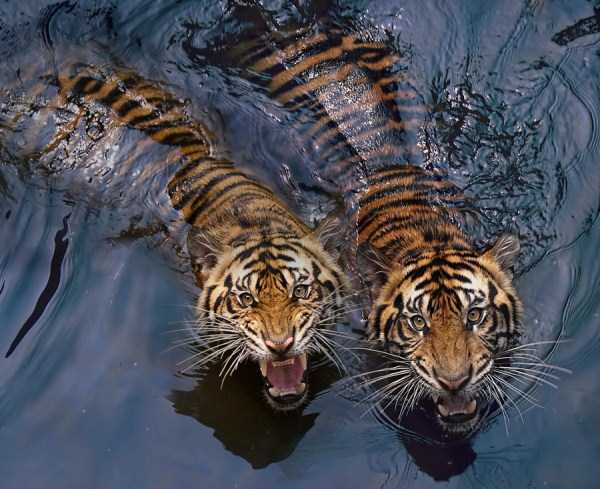 tiger photos 8