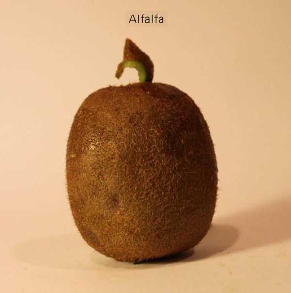 Anthony Chidiac carved kiwi fruits 25 Surprisingly Secret Identities of Kiwi Fruits (29 photos)