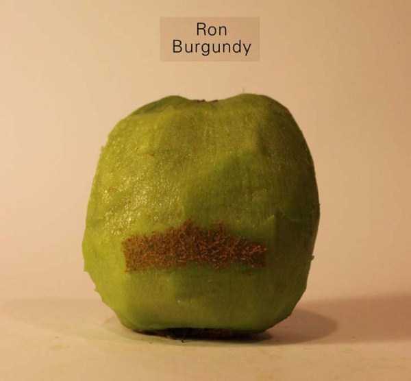Anthony Chidiac carved kiwi fruits 29 Surprisingly Secret Identities of Kiwi Fruits (29 photos)