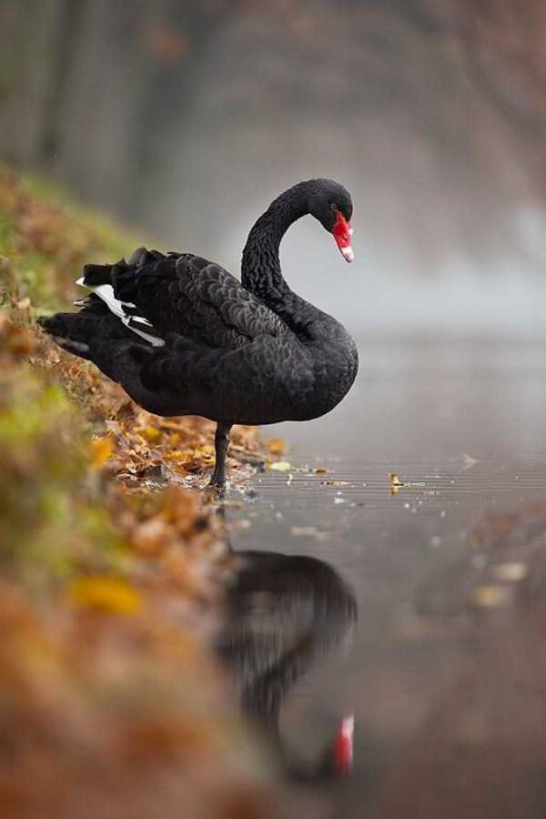 Extraordinary Beautiful Black Swan  Klykercom-3497