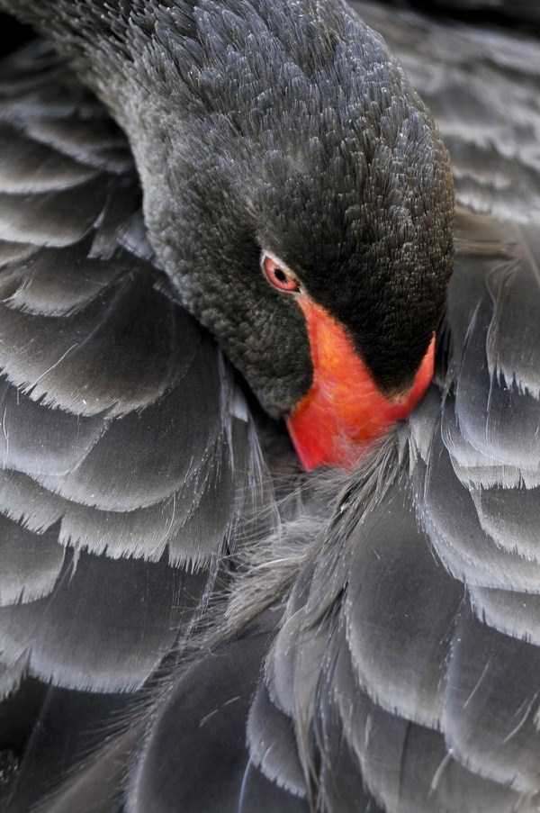 black-swan-photos (19)