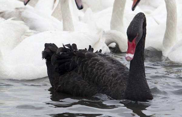 Extraordinary Beautiful Black Swan (19 photos)
