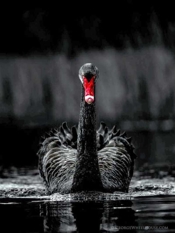 black-swan-photos (5)