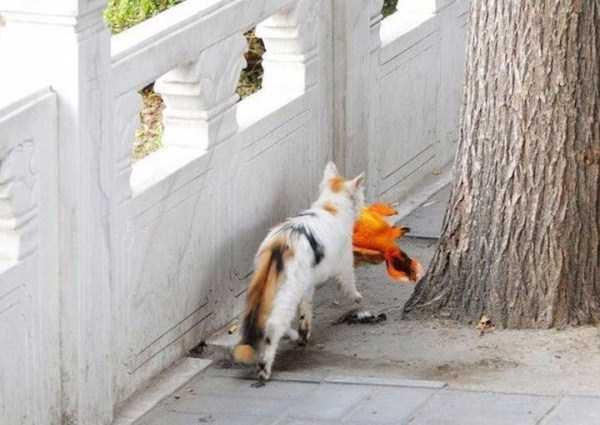 cat catching goldfish 10