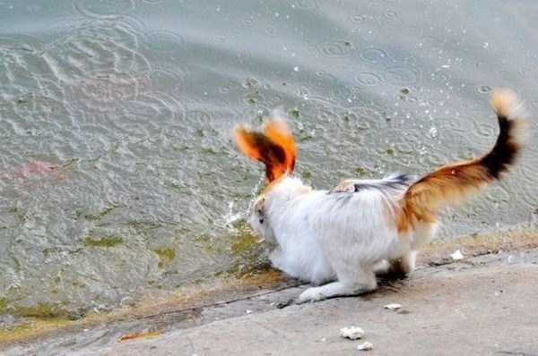 cat catching goldfish 3
