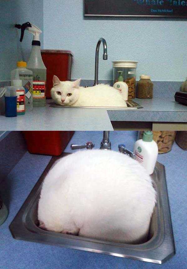 Funny Photos of Cats Scared at the Vet (18 photos)
