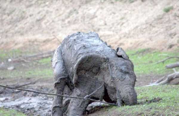 Helpless Young Elephant Saved from the Mud (15 photos)