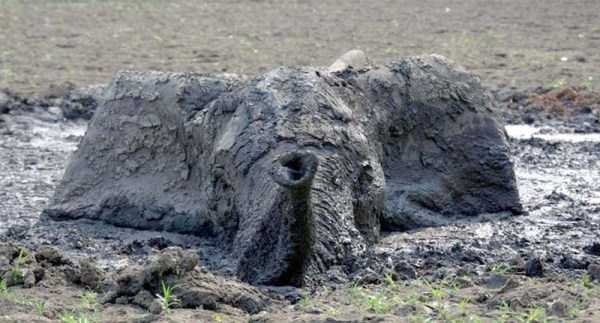 Helpless Young Elephant Saved from the Mud (15 photos)