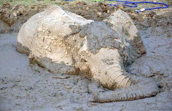 elephant rescued from mud pit 4
