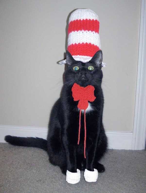 Frustrated Cats Who Clearly Hate Their Halloween Outfits (35 photos)