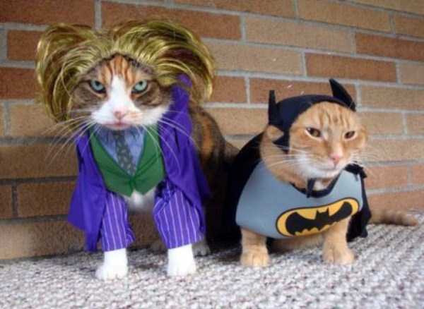 Frustrated Cats Who Clearly Hate Their Halloween Outfits (35 photos)