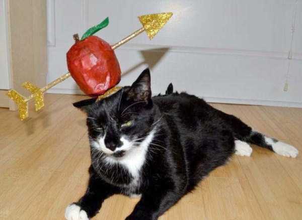 Frustrated Cats Who Clearly Hate Their Halloween Outfits (35 photos)