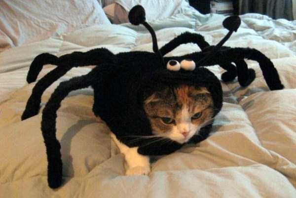 Frustrated Cats Who Clearly Hate Their Halloween Outfits (35 photos)