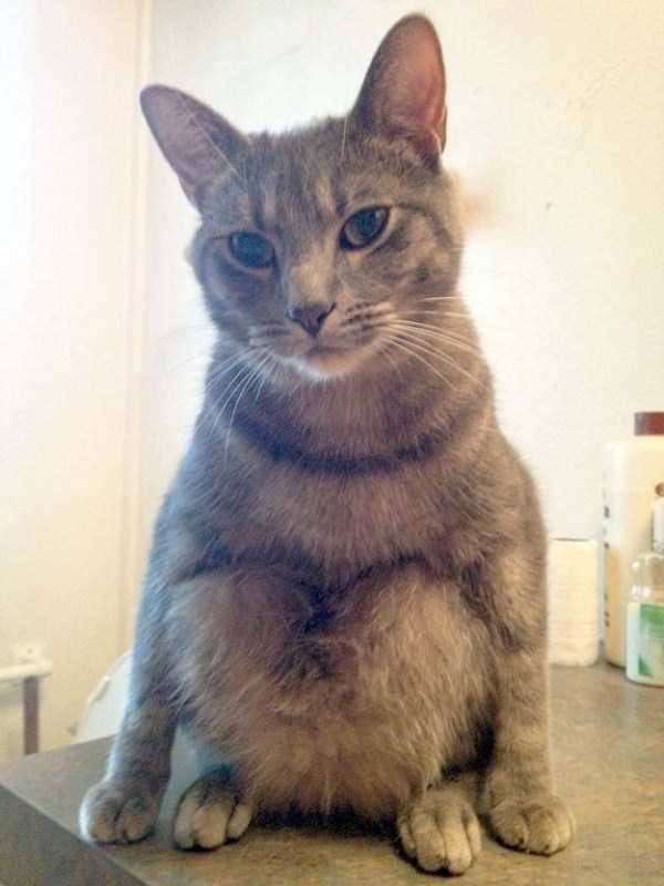 40 Entertaining Pics of Cute Cats (40 photos)