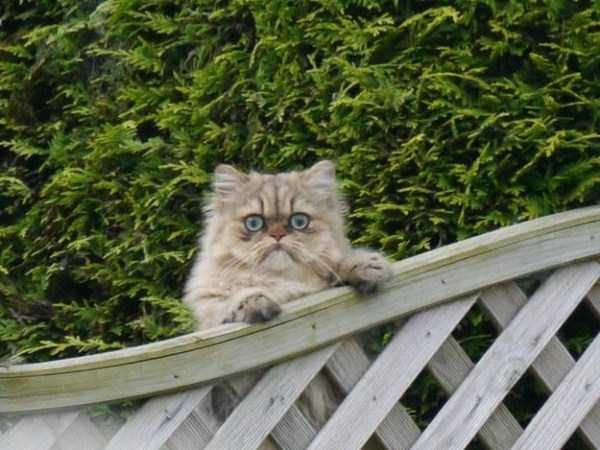 40 Entertaining Pics of Cute Cats (40 photos)